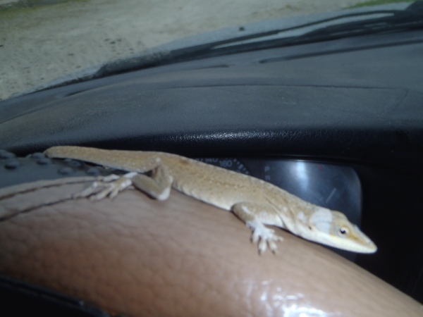 Gecko on Steering Wheel